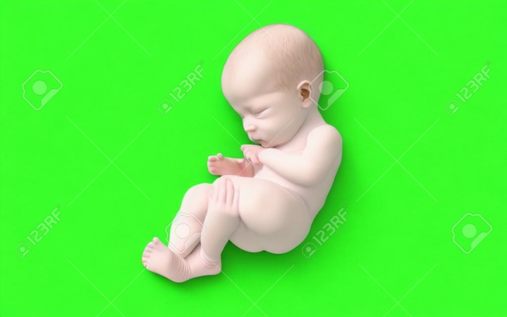 Ein neugeborenes Baby isoliert auf grünem Hintergrund, 3D-Modellillustration