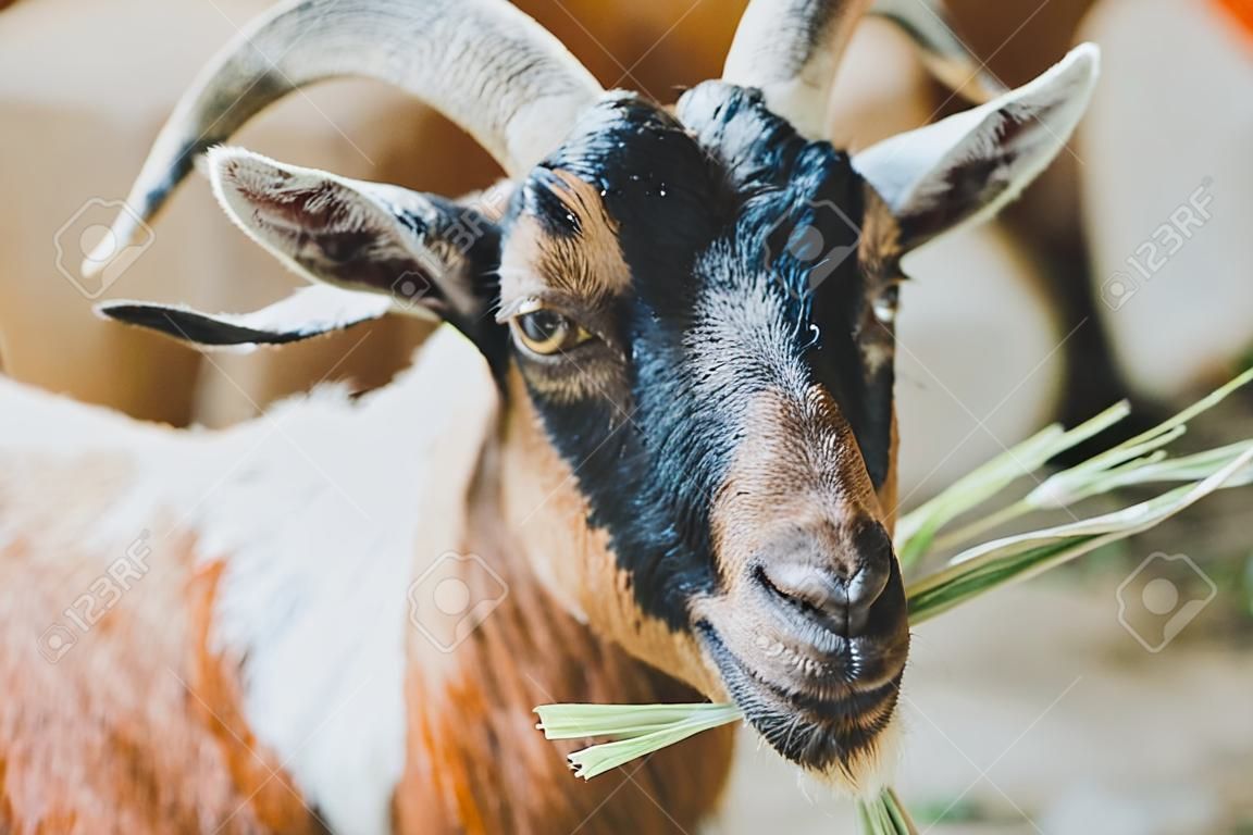 Portrait of domestic-goat. Close up domestic-goat