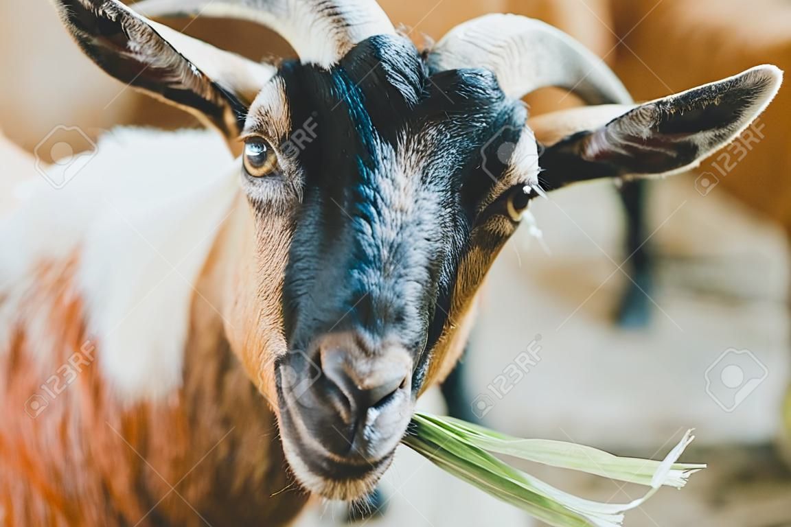 Portrait of domestic-goat. Close up domestic-goat