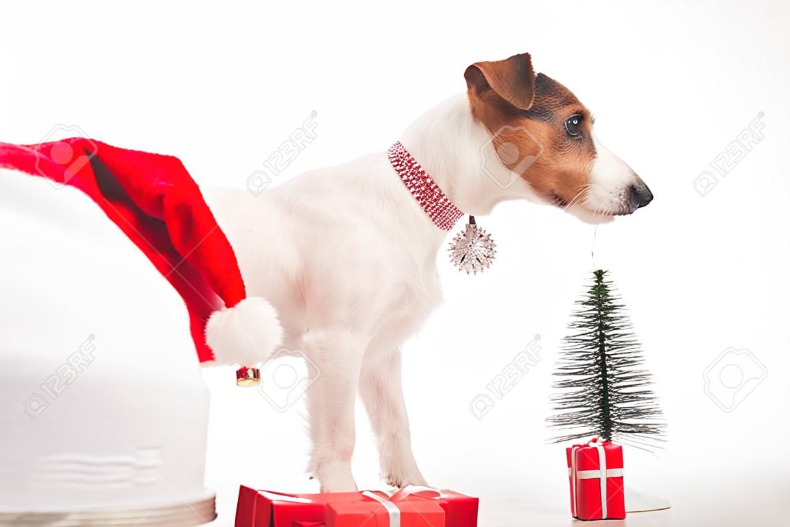 スマートドッグジャックラッセルテリアは、白い背景の口にクリスマスの飾りを保持します