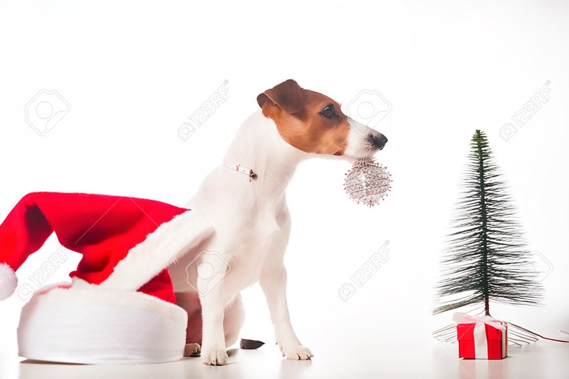 スマートドッグジャックラッセルテリアは、白い背景の口にクリスマスの飾りを保持します