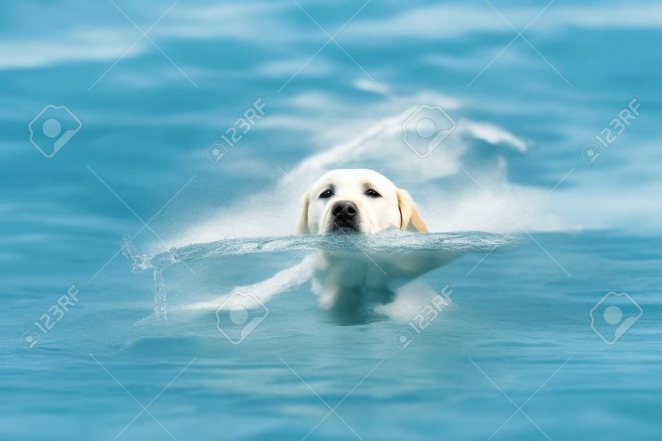 Labrador bij ophalen in water