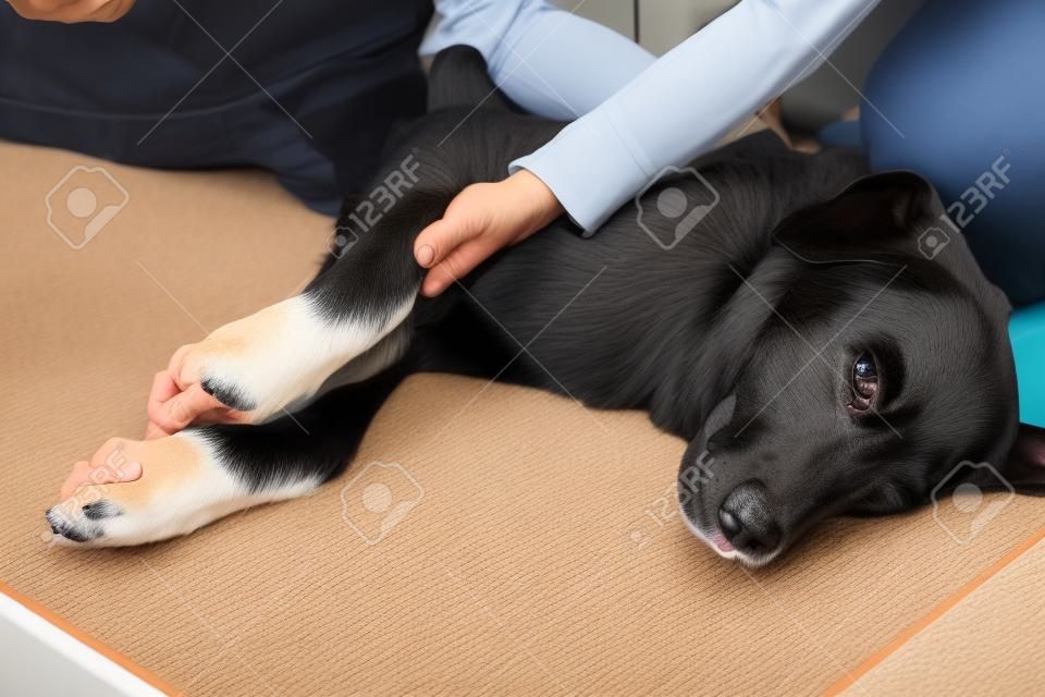 cão é tratado nas pernas na clínica