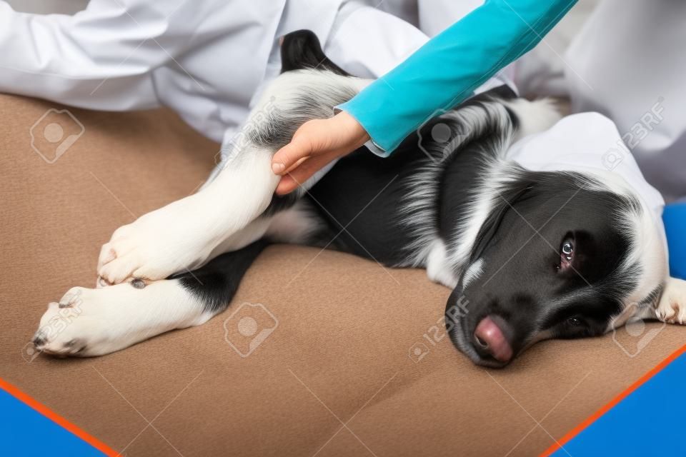 cão é tratado nas pernas na clínica