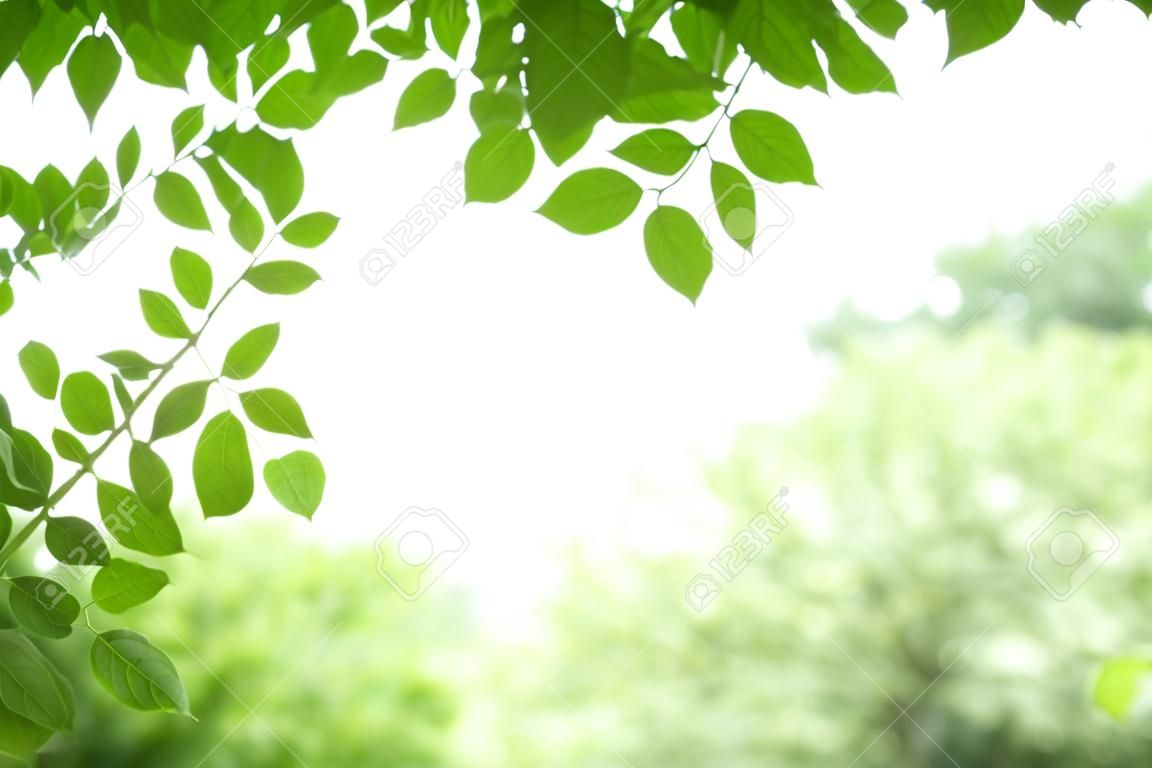 흐릿한 녹지 배경에 있는 자연 보기 녹색 Millingtonia hortensis 잎을 가까이서 보케와 복사 공간을 배경 천연 식물 풍경, 생태 벽지 개념으로 사용합니다.
