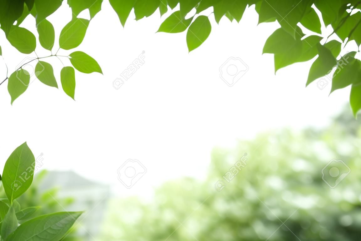 Primo piano della foglia verde Millingtonia hortensis su sfondo verde sfocato con bokeh e spazio di copia utilizzando come sfondo il paesaggio delle piante naturali, il concetto di carta da parati ecologica.