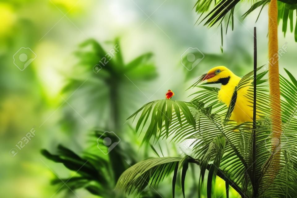 Um pássaro tropical amarelo em cima de uma palmeira em uma selva da Costa Rica