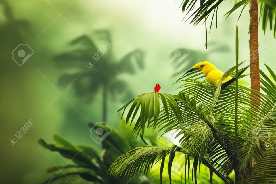 Um pássaro tropical amarelo em cima de uma palmeira em uma selva da Costa Rica