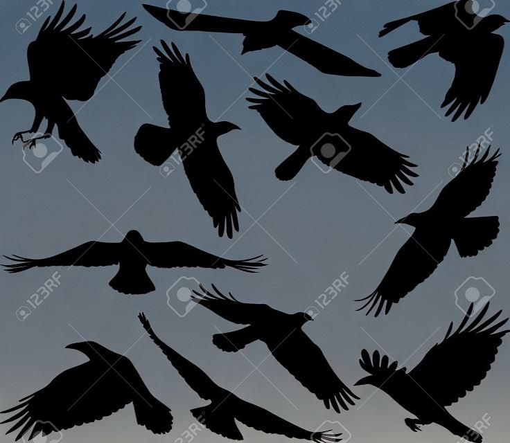 Silhuetas de corvo voador