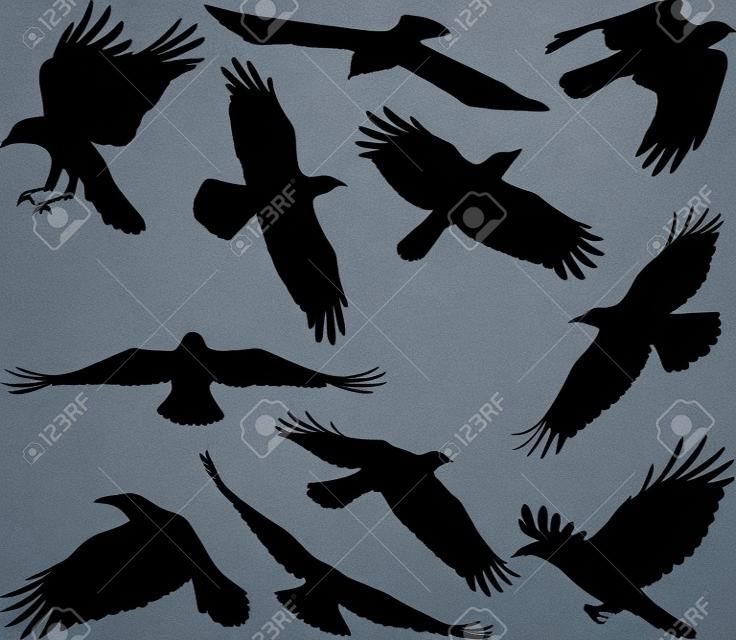 Silhuetas de corvo voador