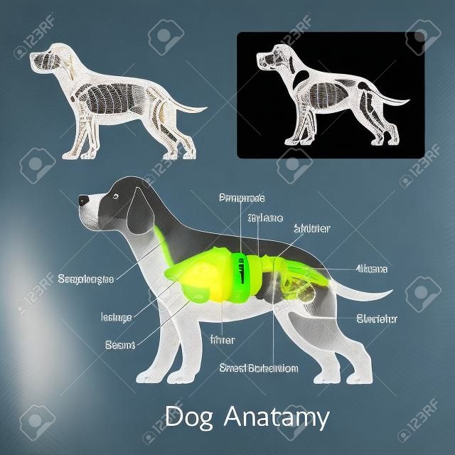 Anatomia del cane e raggi X.