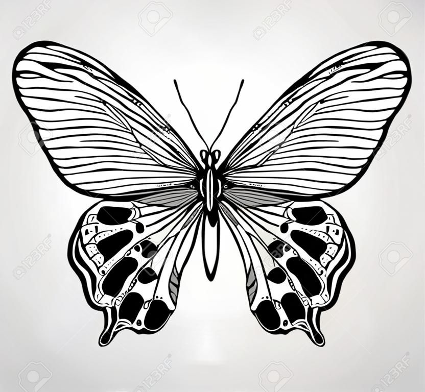 Butterfly, disegno a mano. illustrazione.