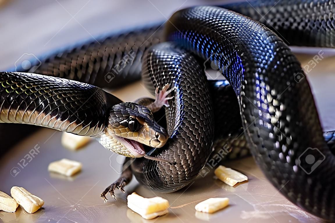 Primo piano di un serpente nero arrotolato che uccide la sua preda soffocata.