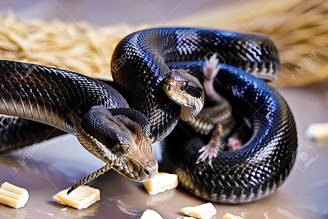 Primo piano di un serpente nero arrotolato che uccide la sua preda soffocata.