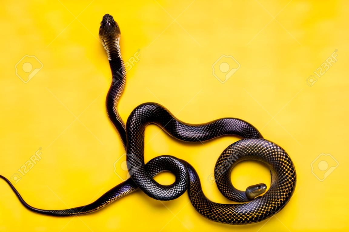 The Mexican black kingsnake (Lampropeltis getula nigrita) is part of the largest colubrid family of snakes, and a subspecies of the common kingsnake.