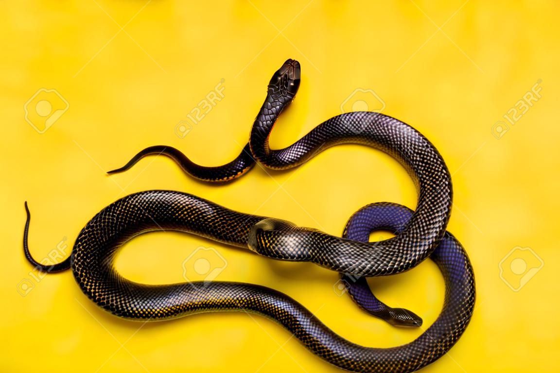 The Mexican black kingsnake (Lampropeltis getula nigrita) is part of the largest colubrid family of snakes, and a subspecies of the common kingsnake.