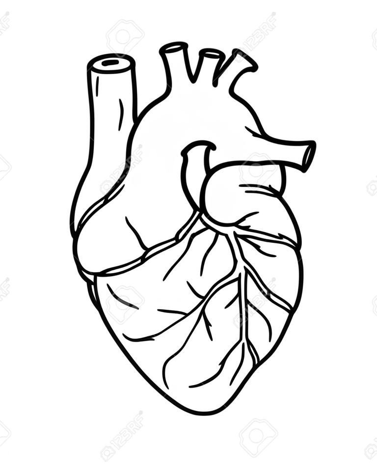 sketch of the human heart on the white background, isolated