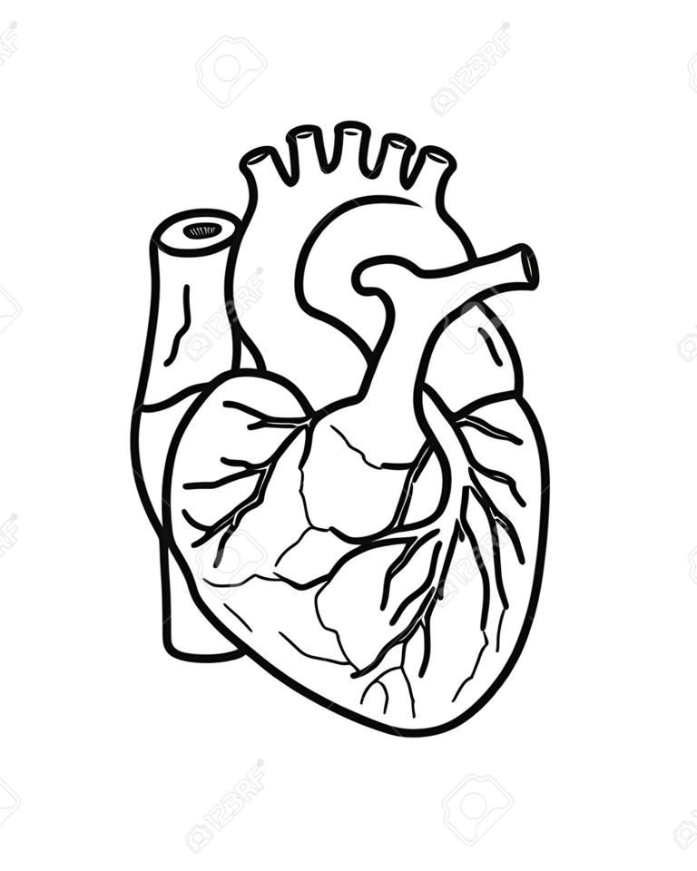 sketch of the human heart on the white background, isolated