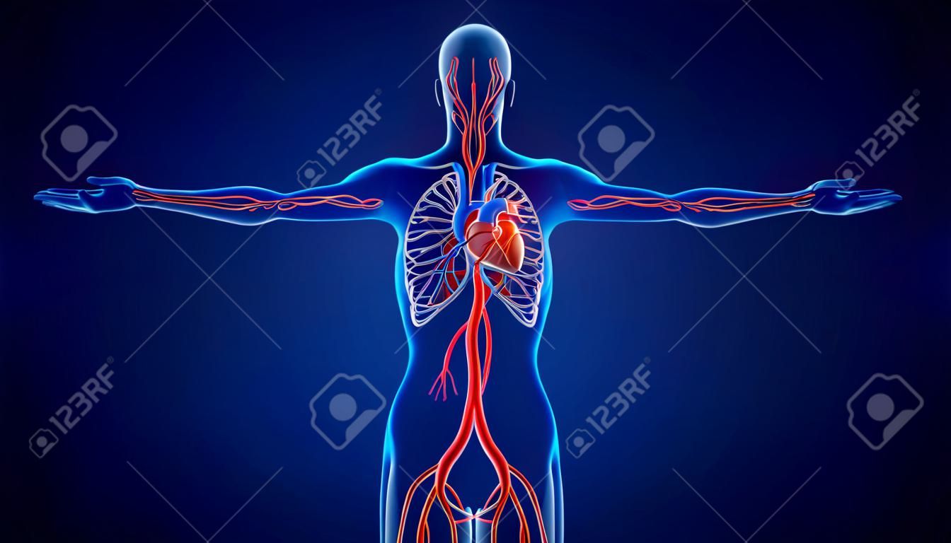Illustration 3D Coeur du système circulatoire humain pour le concept médical