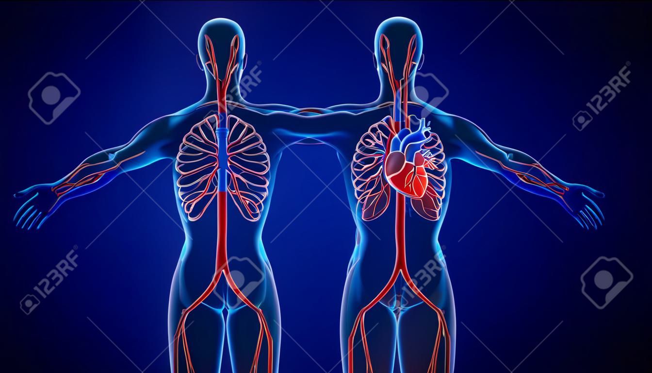 3D-Darstellung Herz des menschlichen Kreislaufsystems für medizinisches Konzept