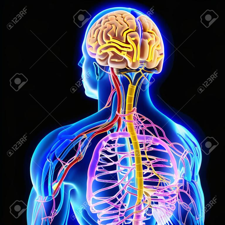 Anatomia cerebrale umana per l'illustrazione 3D di concetto medico