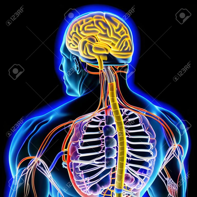 Anatomia cerebrale umana per l'illustrazione 3D di concetto medico