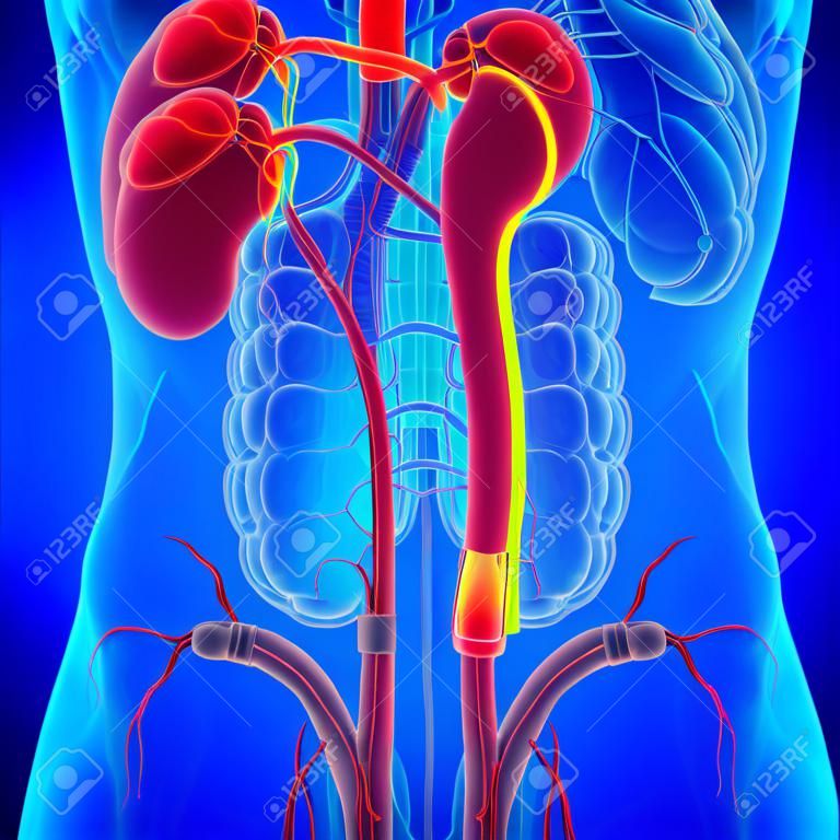 Human Urinary System Kidneys with Bladder Anatomy For Medical Concept 3D Illustration