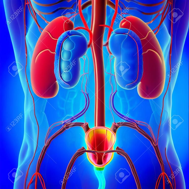 Nieren des menschlichen Harnsystems mit Blasenanatomie für medizinisches Konzept 3D-Darstellung