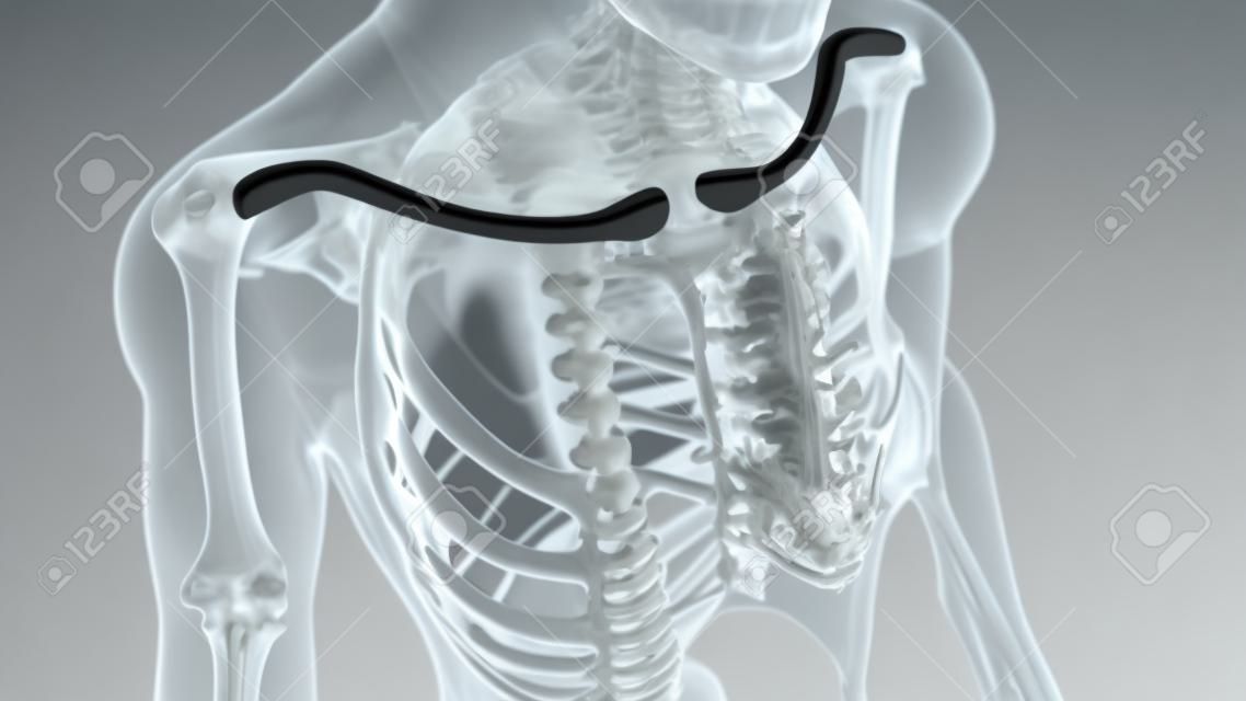 Human skeleton anatomy Clavicle Bones 3D Rendering For Medical Concept