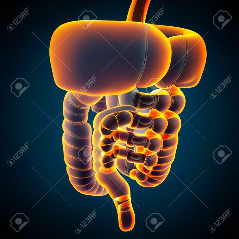 Anatomía del sistema digestivo humano para el concepto médico Ilustración 3D