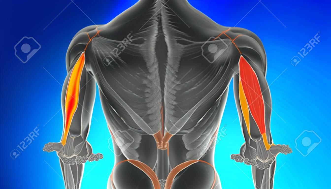 Lateral Head Triceps Brachii Muscle Anatomy For Medical Concept 3D  Illustration Stock Photo, Picture and Royalty Free Image. Image 174389649.