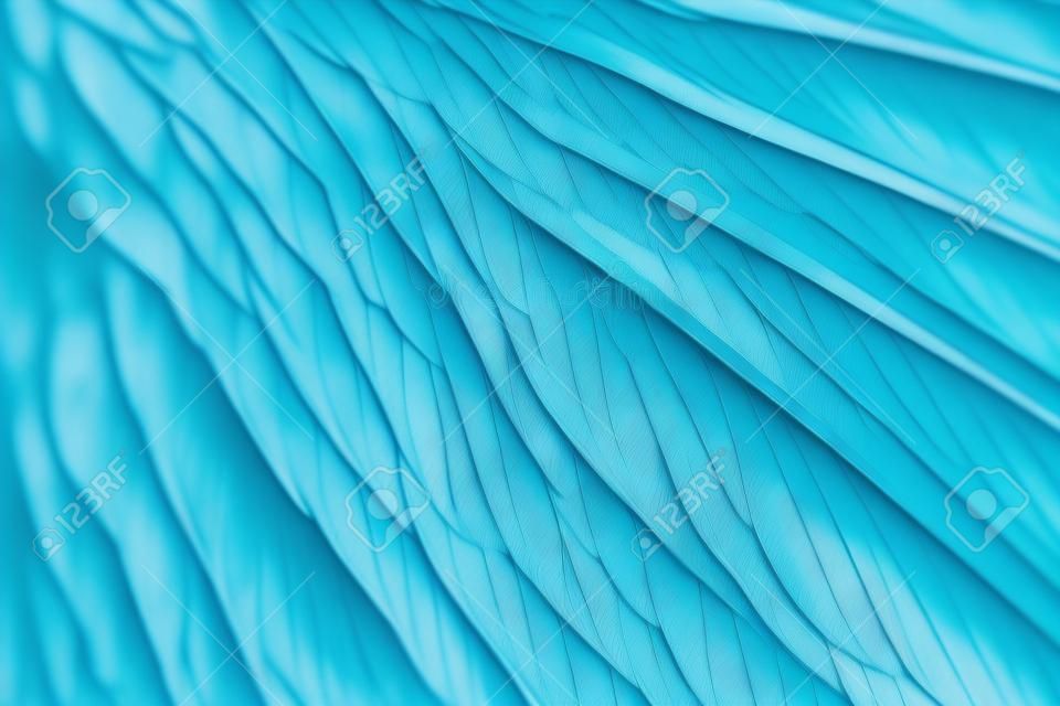 wing of bird close up, pale blue color