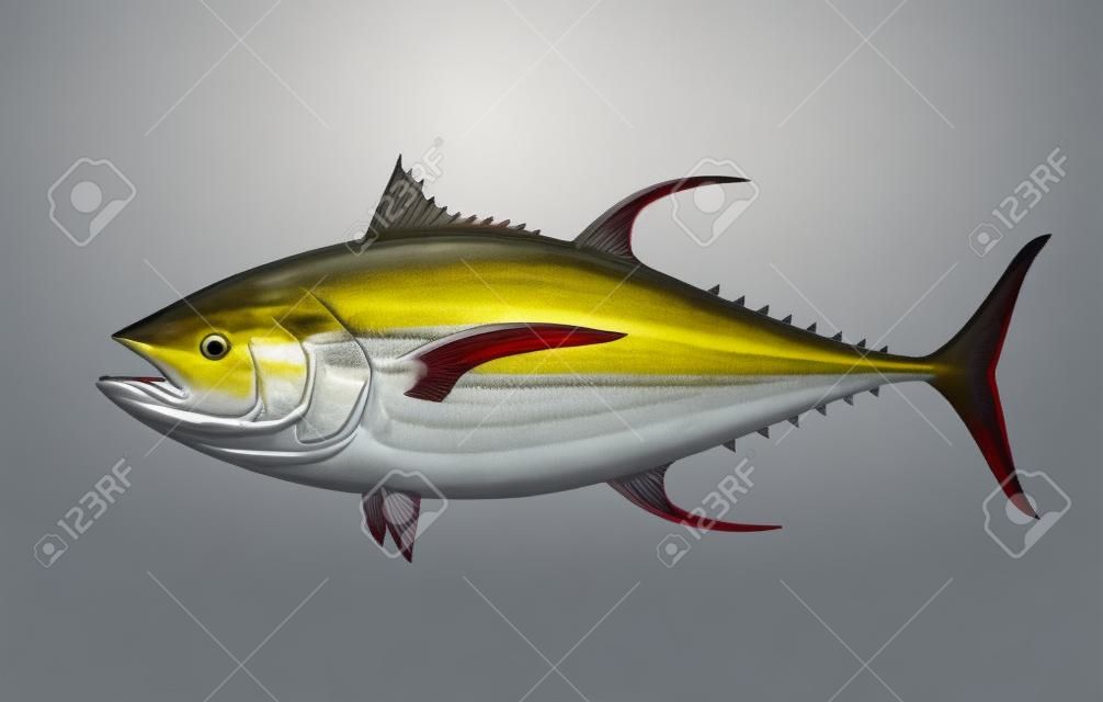 Commercial fish species. Yellow fin tuna.