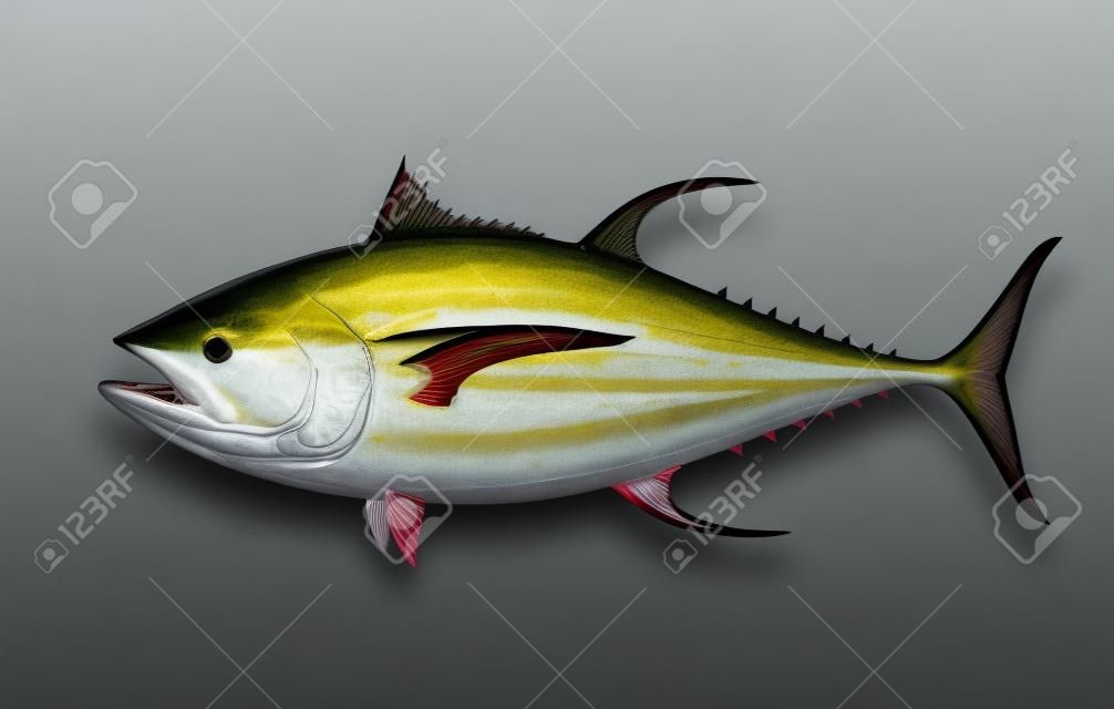 Espécies de peixes comerciais. Atum de barbatana amarela.