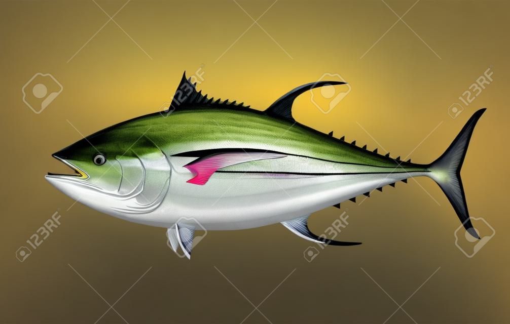 Commercial fish species. Yellow fin tuna.