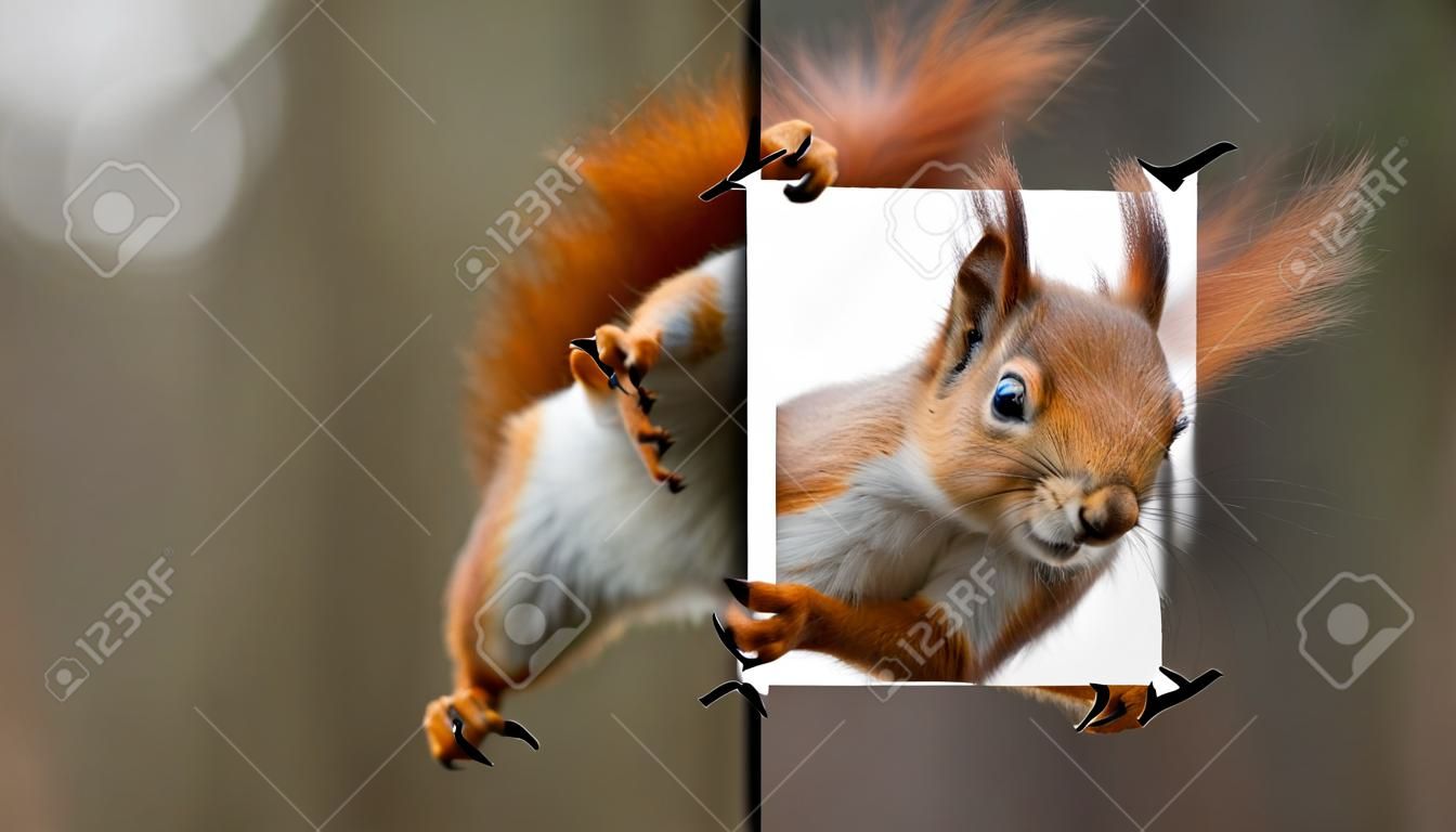 red squirrel holding a poster