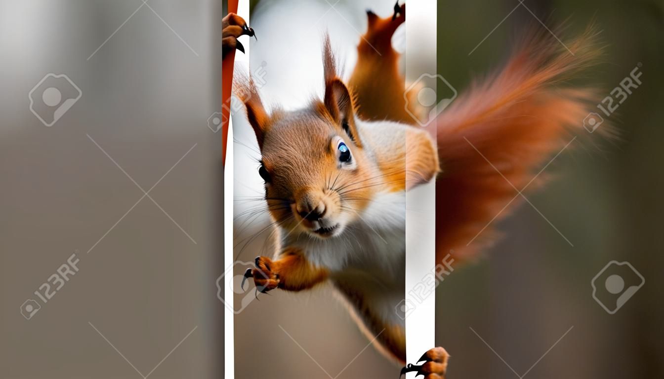 red squirrel holding a poster