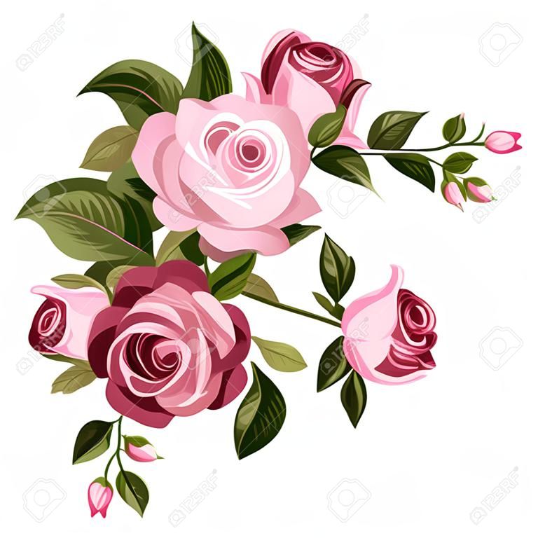 粉红色的玫瑰的花蕾和叶片的老式插画