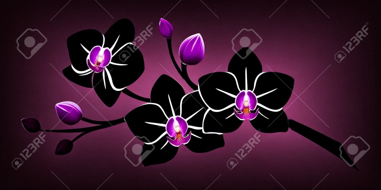 Negro silueta de flores de las orquídeas