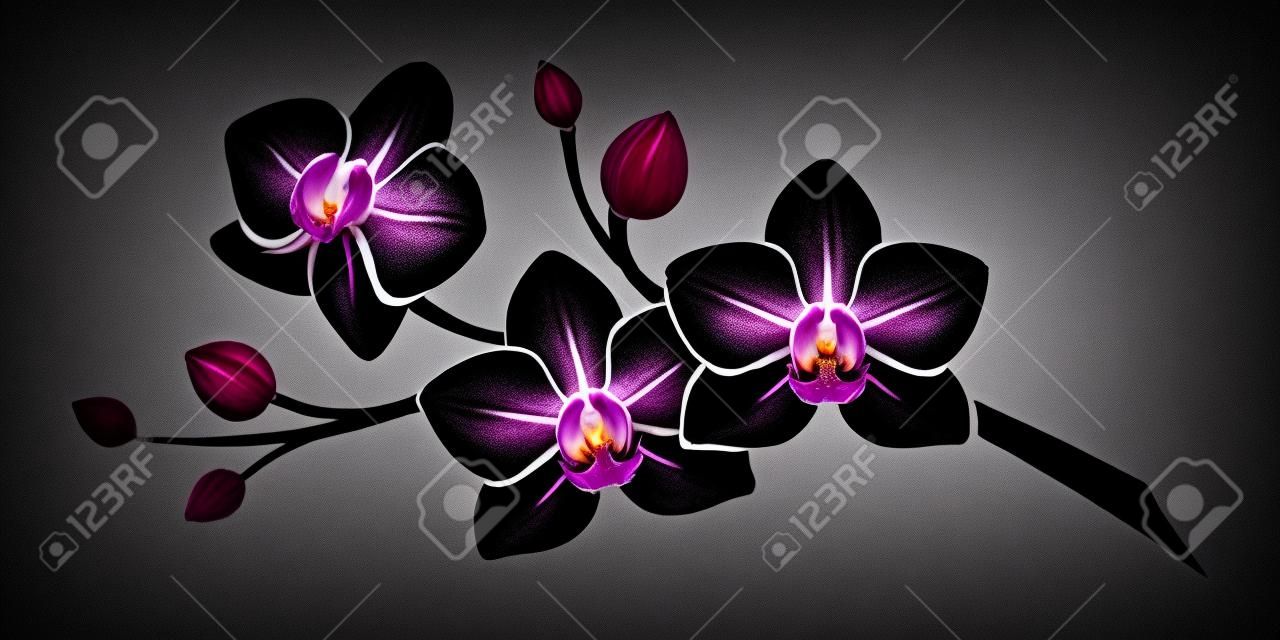 Silhouette noire de fleurs d'orchidées