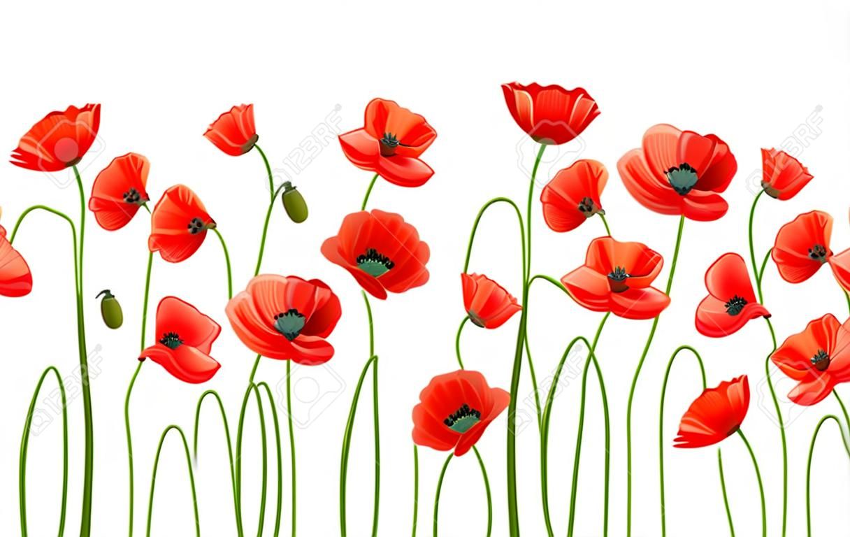 horizontal seamless background with red poppies on a white background.