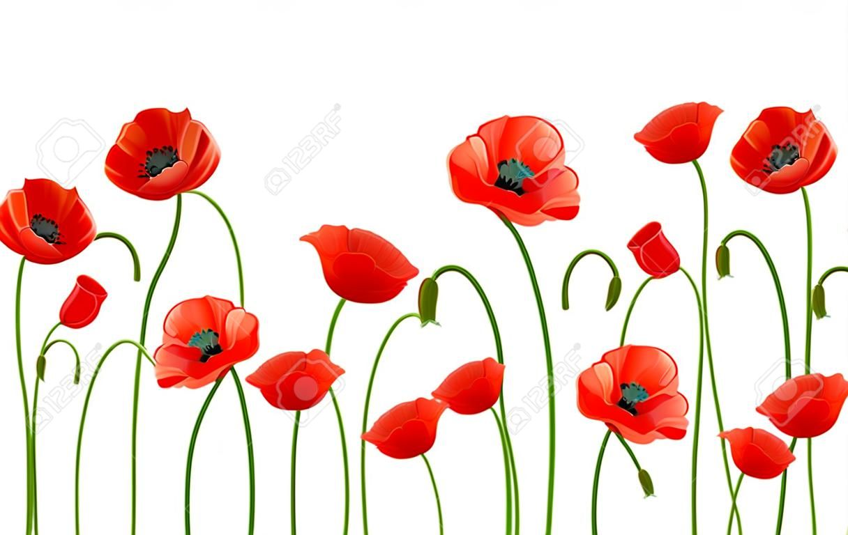 horizontal seamless background with red poppies on a white background.