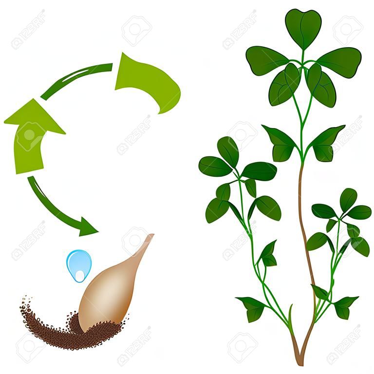 Life cycle of a clover plant on a white background.