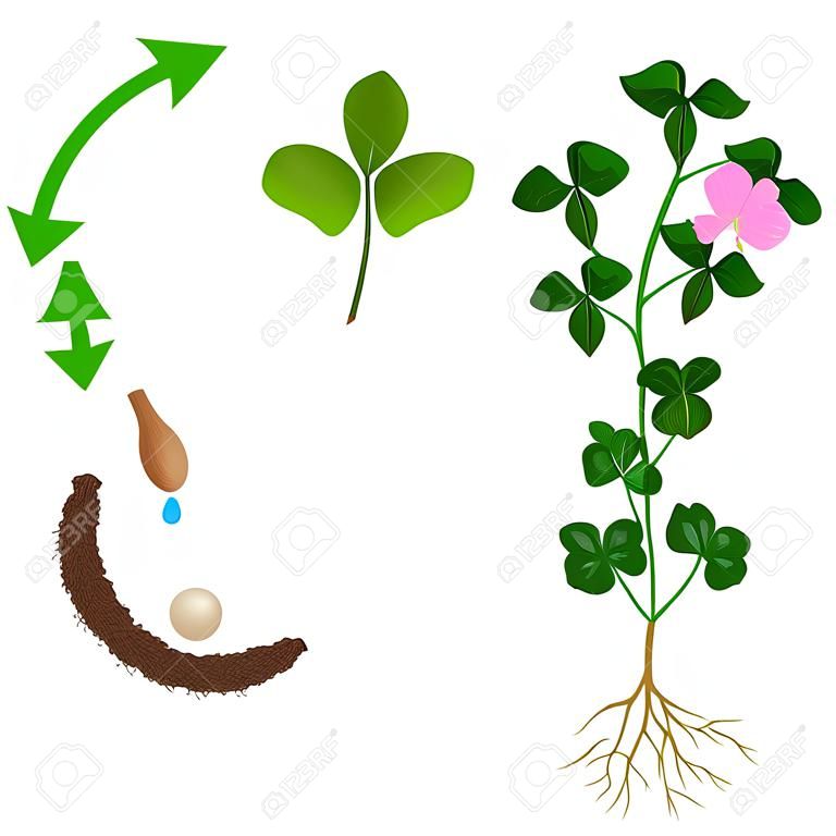 Life cycle of a clover plant on a white background.
