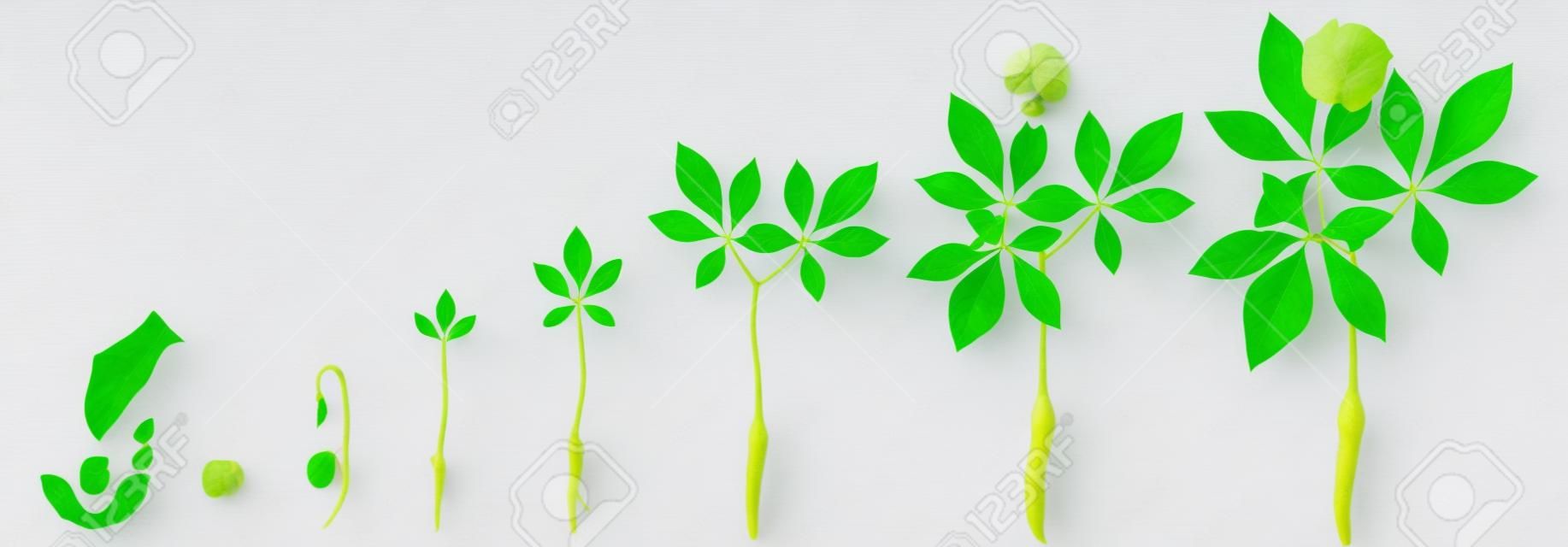 Cycle of growth of a ginseng (Panax ginseng) plant on a white background.