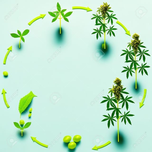 Life cycle of a cannabis plant on a white background.