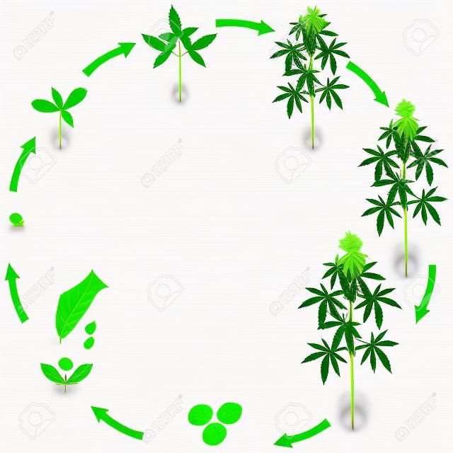 Life cycle of a cannabis plant on a white background.