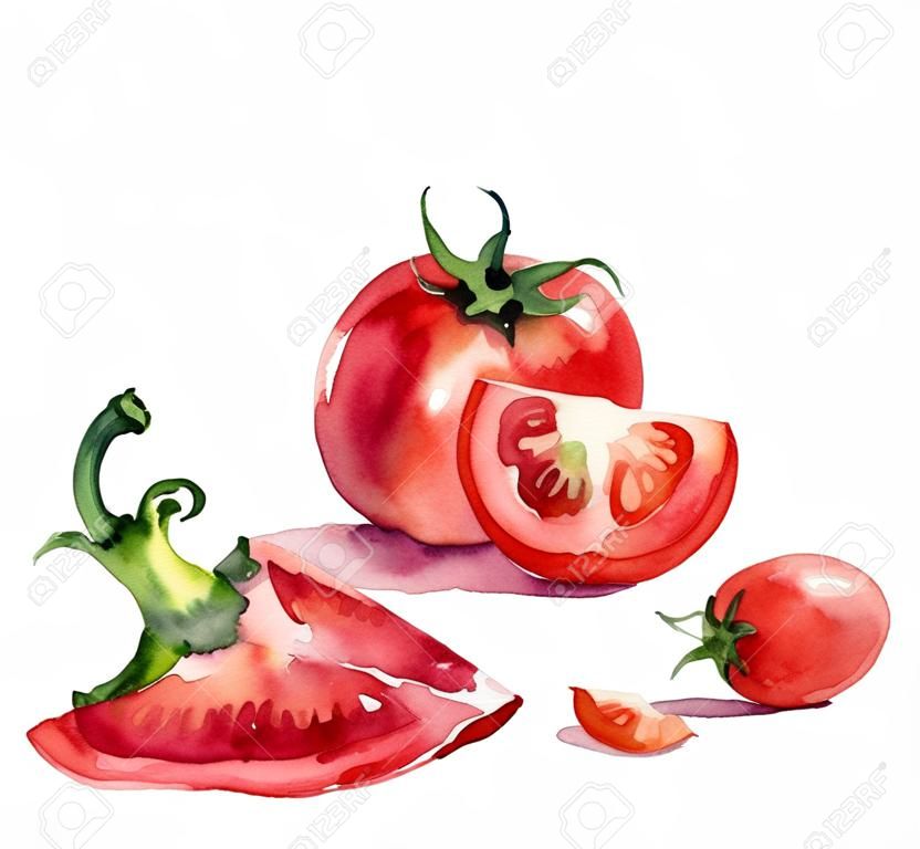 tomato. watercolor painting on white background