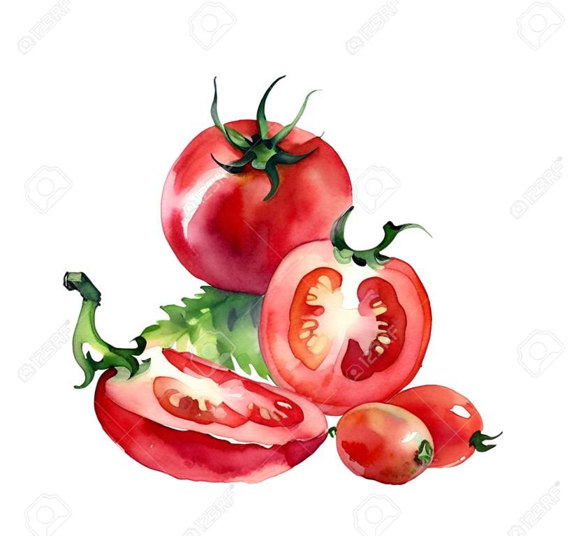 tomato. watercolor painting on white background