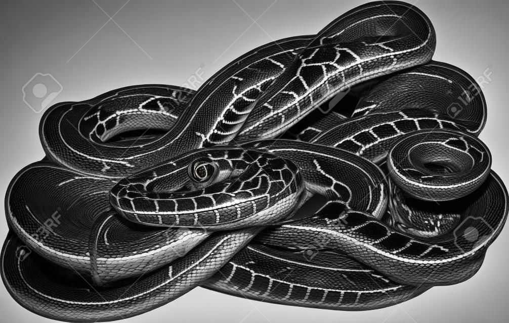 zwart-wit beeld van opgerolde slang